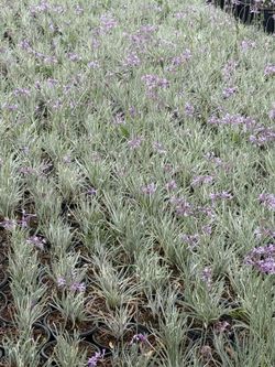 Variegated Society Garlic