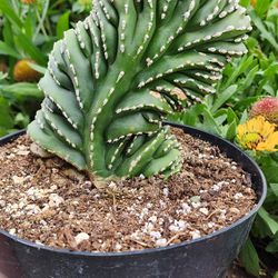 Crested Fence Post Cactus