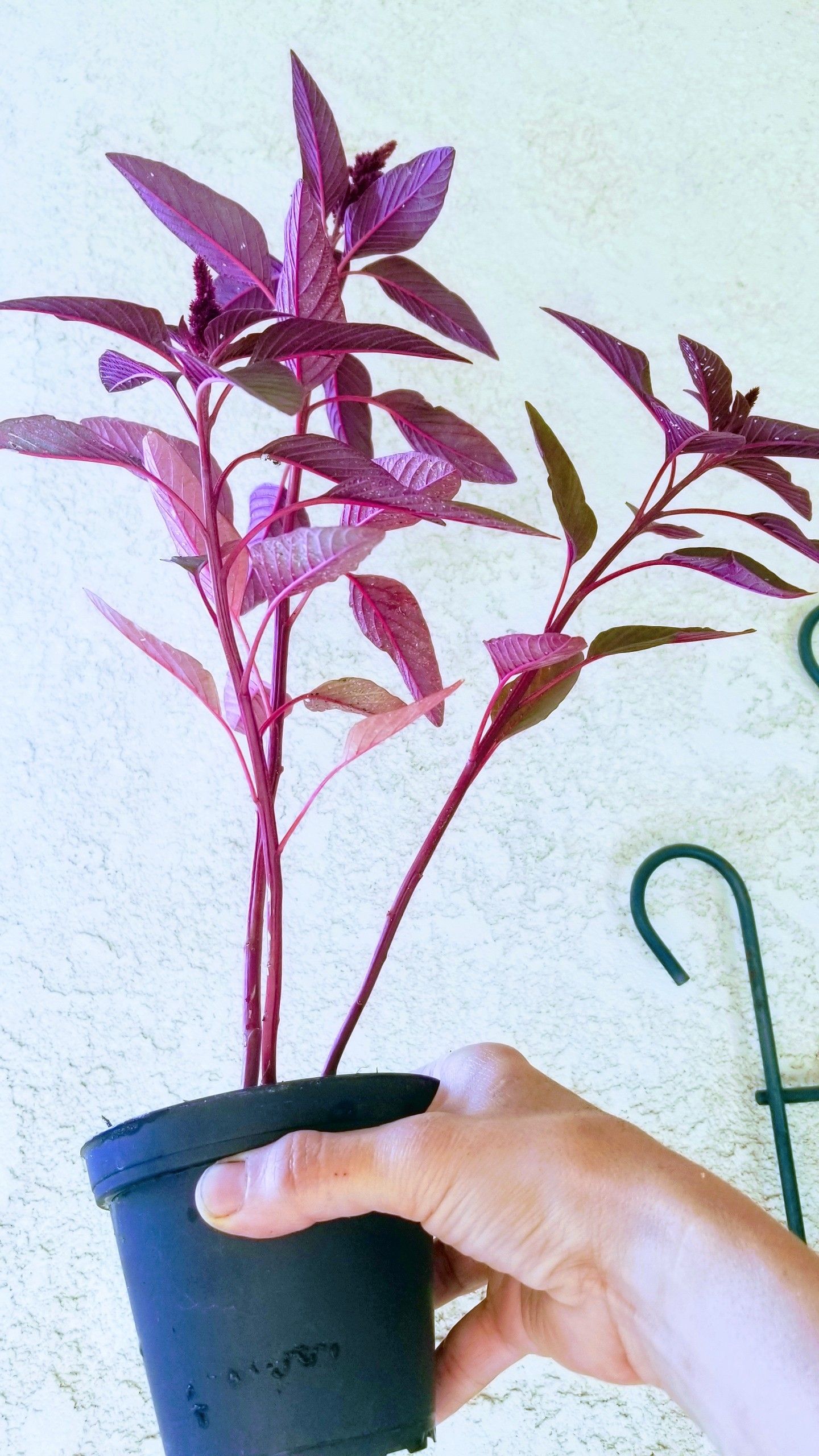 Nice purple plant