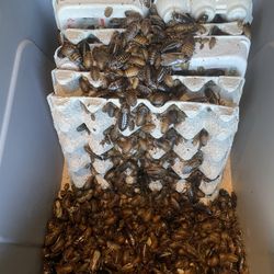 High quality reptile feed available Consistent sizes, well cared for, excellent nutrition. Perfect for dragons, geckos & other insect-eaters.