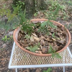 Rabbits Foot Fern Plant 