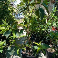 marcotted mature Wax Jambu/Macopa Currently Flowering 