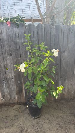 Obeliscos / Hibiscus