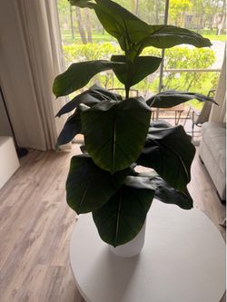 Medium Faux Rubber Plant in White Pot