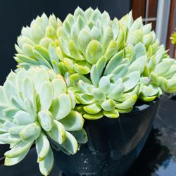 GORGEOUS Echeveria Elegans, Mexican Snowball Cluster Succulents in Large Charcoal Resin Pot