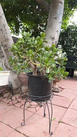 Large Jade Plant in Black Pot