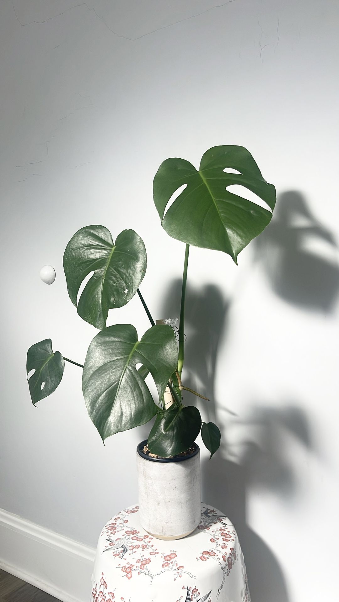 Monstera plant