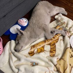 4month Husky For Re Homing 