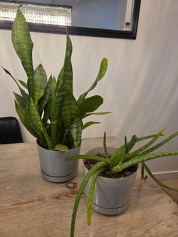 Snake Plant and Aloe Vera in Gray Pots