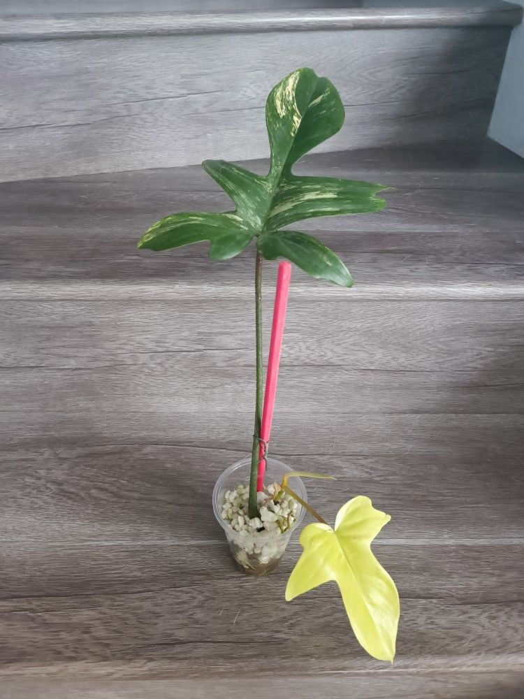 Florida beauty Philodendron 