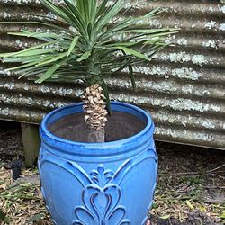 Yucca Plant In Large Blue Terracotta Pot
