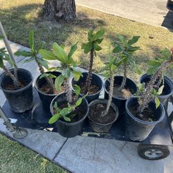 Crown Of Thorns Plant (Pink Flowers)