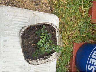 Three Curry leaves plant