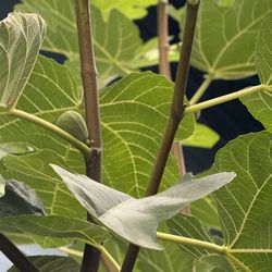 Fig Tree