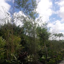 Bamboo Tree $300