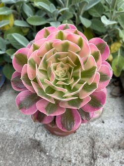Aeonium Pink Witch