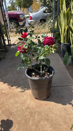 China rose