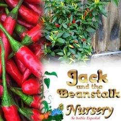 Thai Chili Plants In 3gal Plantas  De Chili 