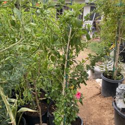 Obelisco Rojo Cada Uno 