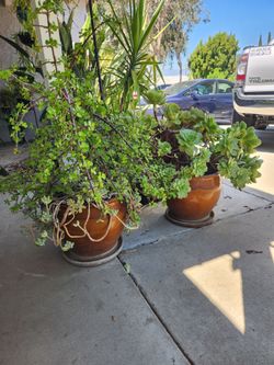 Clay pots