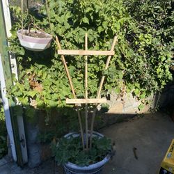 Garden Cedar Fan Trellis 2 Available