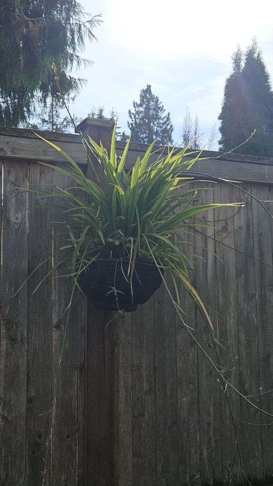 Free Blooming Spider Plant