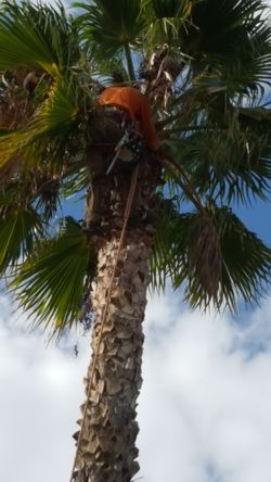 Clean trees palm