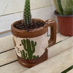 Peanuts Captus Plant