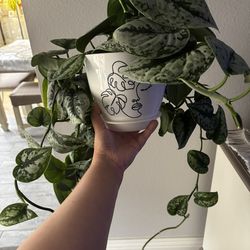 Silver Satin Pothos Plant