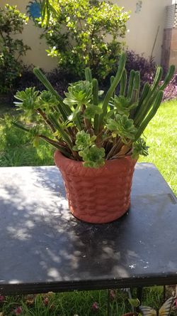 Indian Corn Cob and Painted Lady Asst. in a refurb Terra Cotta Pot