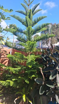 Norfolk Pine/ Star Pine Tree (Araucaria heterophylla)