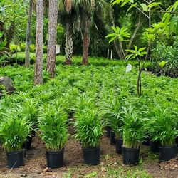 Arecas Including Installation 3 Gallon 2 Feet Tall In The Ground Areca Hedge