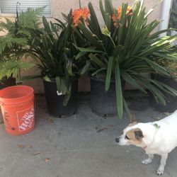 Shopper EACH 2 Only Big Black Pot True Plants, For $15.00