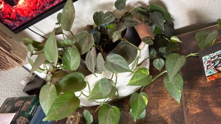 Two Vine Plants And Basket 