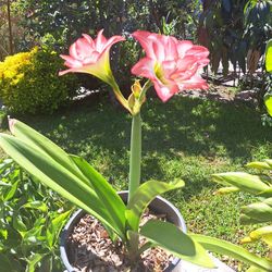 Amarilis 4 Gallon Pot