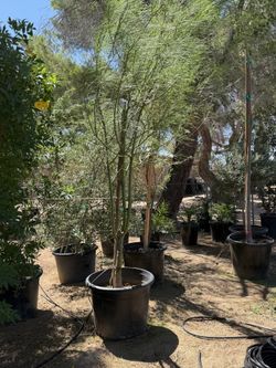 Palo verde