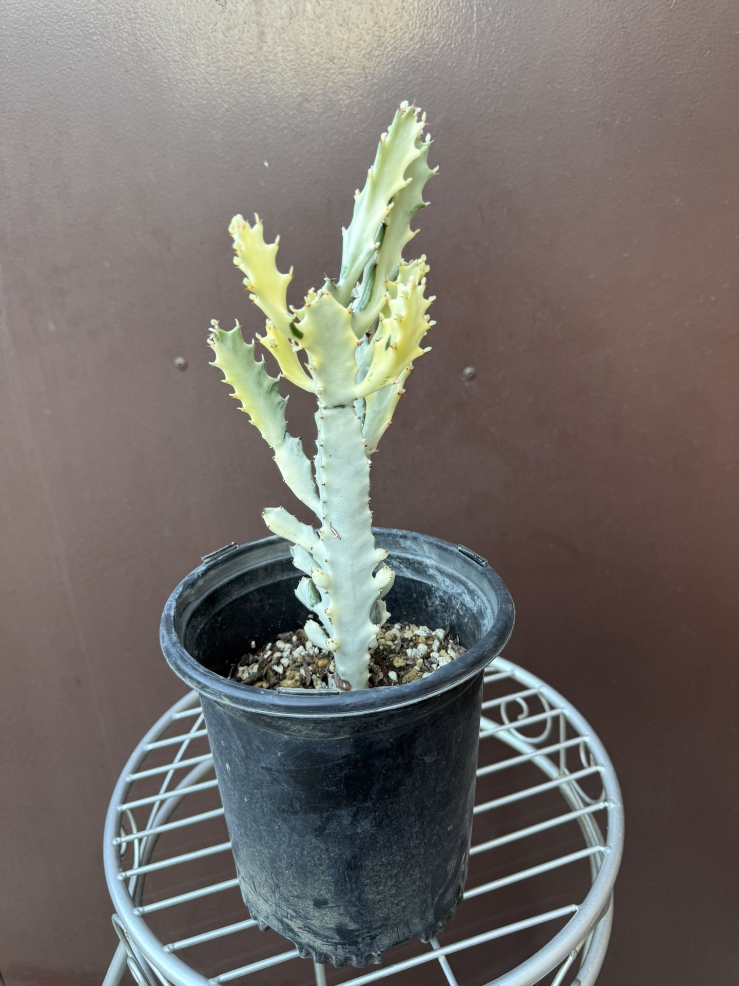 Euphorbia Ghost In One Gallon Pot 