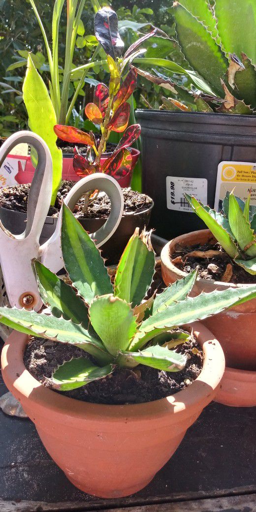 Baby Agave Plant