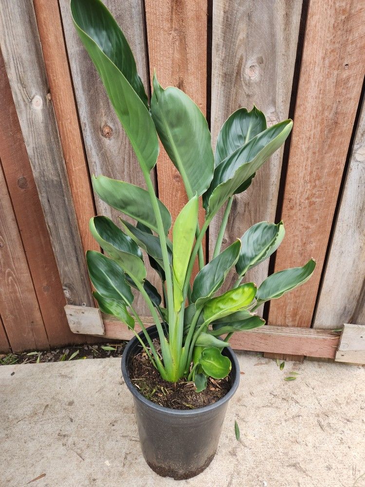 Bird Of Paradise Regina