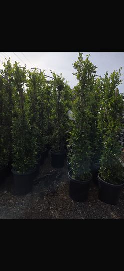 Ficus 15 Gallon