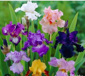 Iris bulbs, day lily tubers