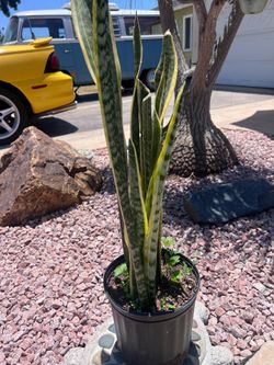 10”pot with plant about 36”H