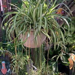 Spider Plants  Healthy In 5 Gallons Containers. $20 Each.