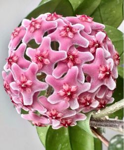 Hoya Frescles two vines