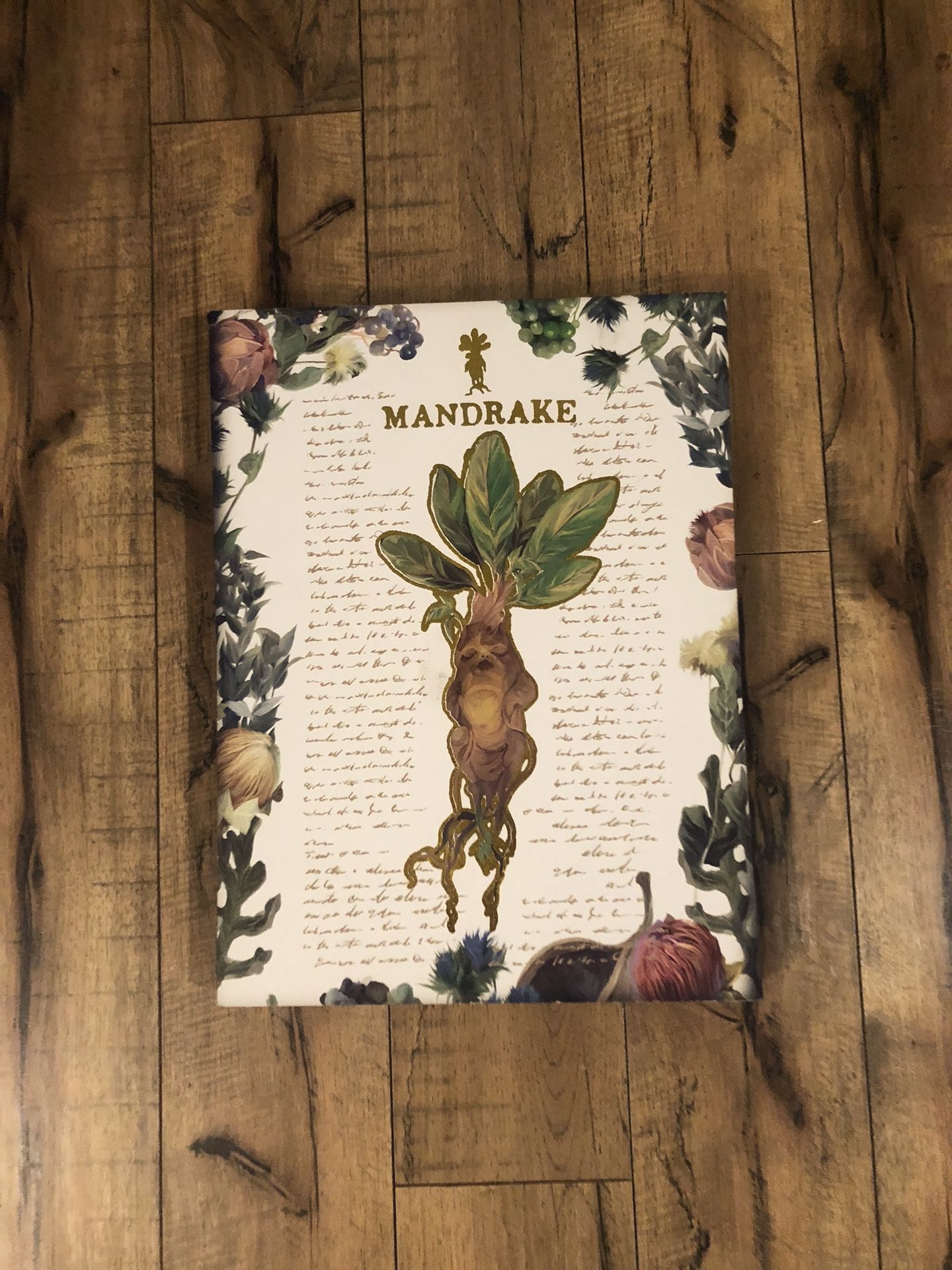 Mandrake Harry Potter Canvas