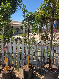 $195 Cherry multiple grafted tree 4 in 1 🌿