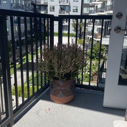 Beautiful Succulent Arrangement Plant With Pot, Great deal !