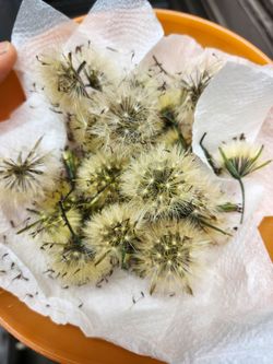 Semilla de pipisca o papalo ( 5 flores por $1 )