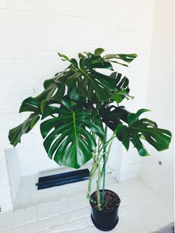 XXL Monstera Deliciosa – Healthy & Thriving 🌿