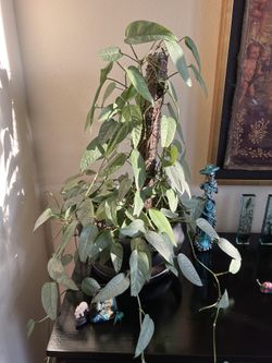 Large Cebu Blue